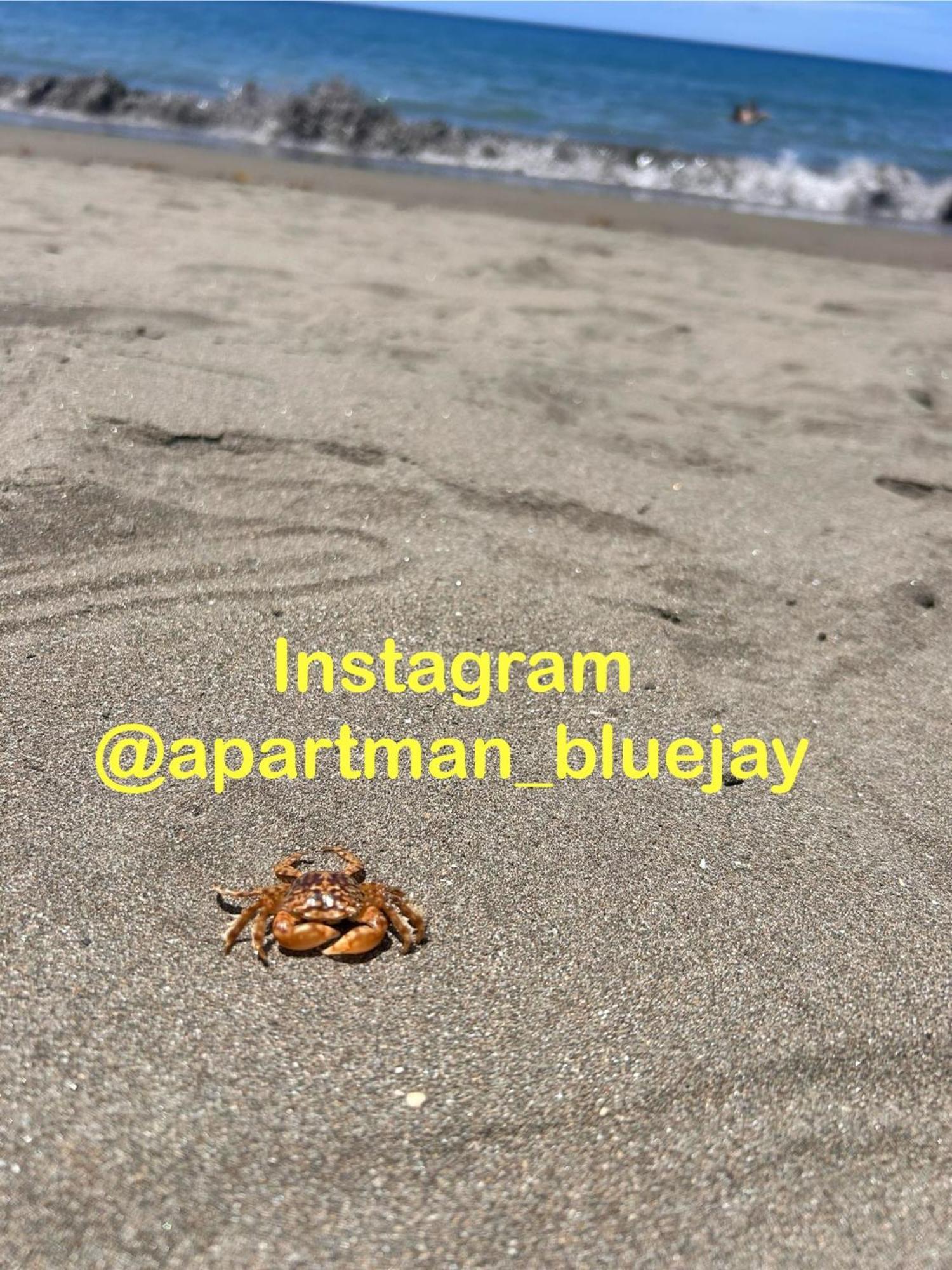 Bluejay Apartamento Playa Del Cura 皮拉亚德尔库拉 外观 照片